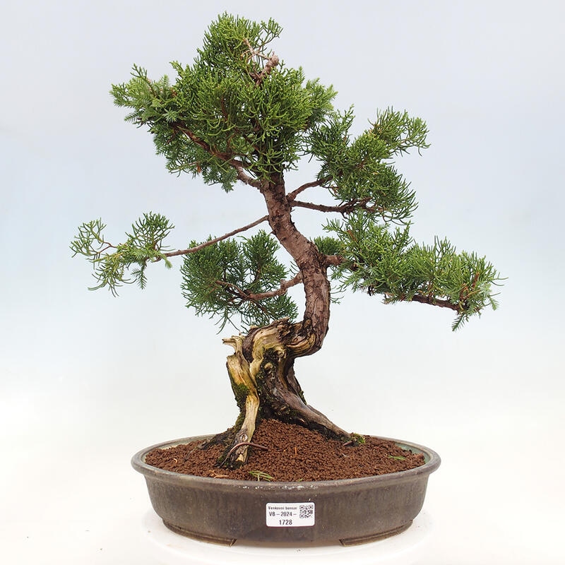 Outdoor bonsai - Juniperus chinensis Itoigawa-Chinese Juniper