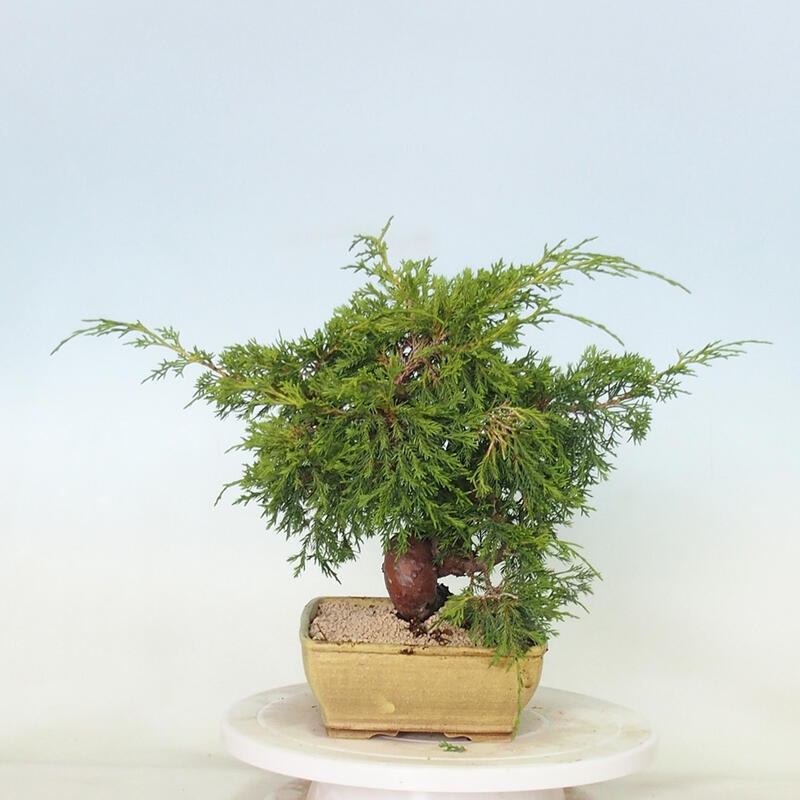 Outdoor bonsai - Juniperus chinensis Itoigawa - Chinese juniper