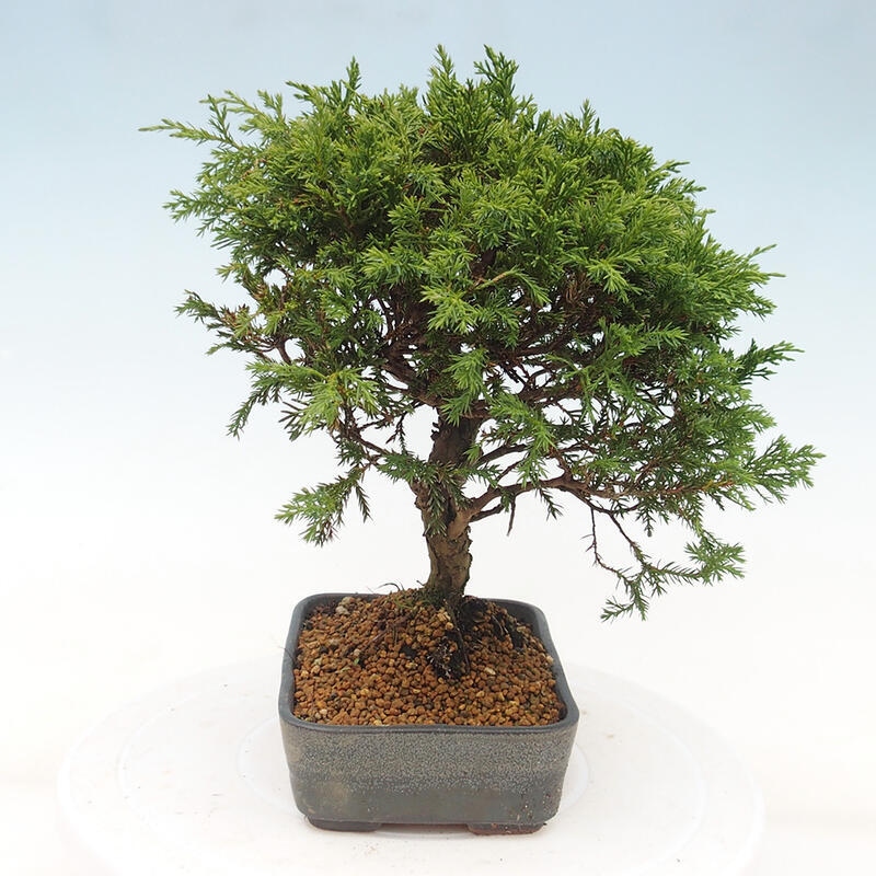 Outdoor bonsai - Juniperus chinensis Itoigawa - Chinese juniper