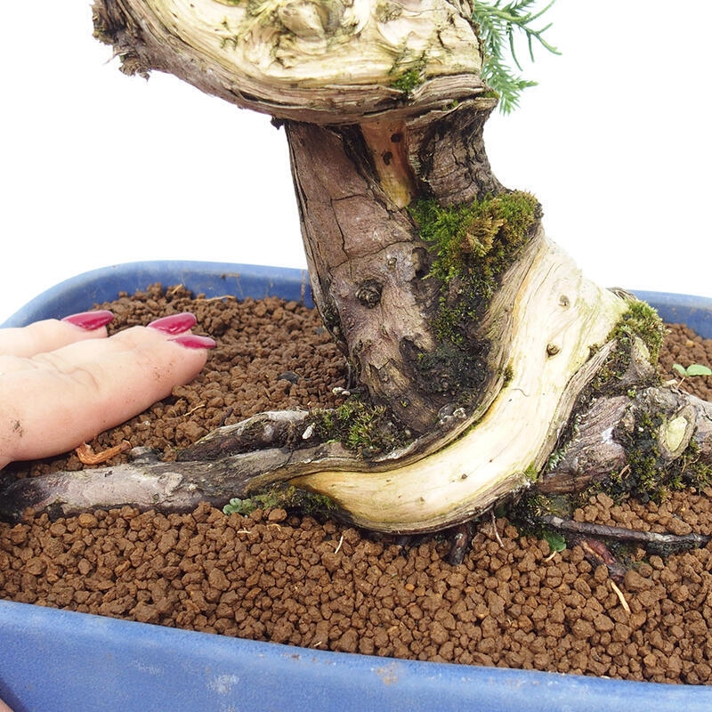 Outdoor bonsai - Juniperus chinensis Itoigawa-Chinese Juniper