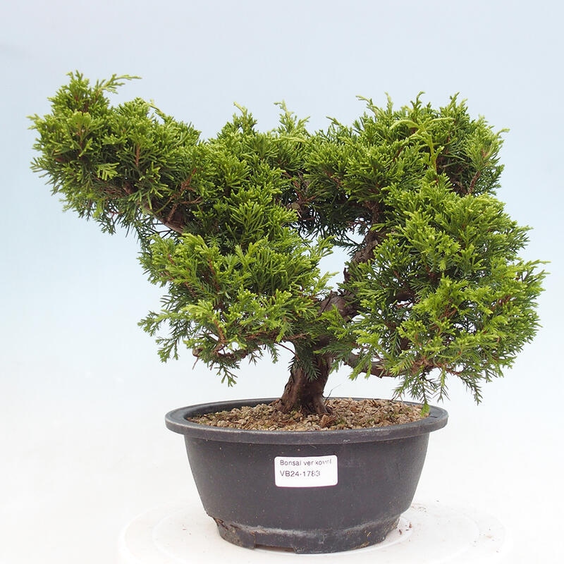 Outdoor bonsai - Juniperus chinensis Itoigawa - Chinese juniper