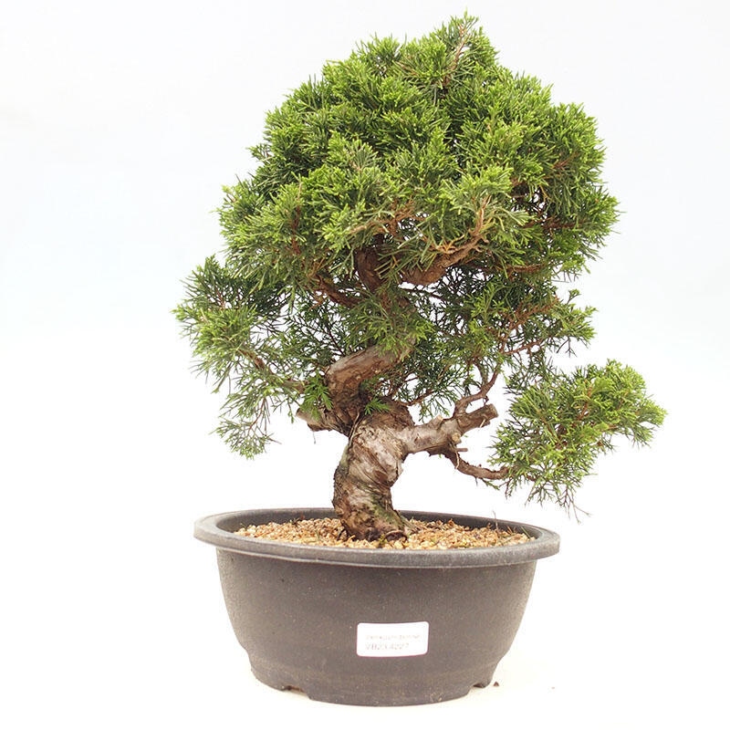 Outdoor bonsai - Juniperus chinensis Itoigawa-Chinese juniper