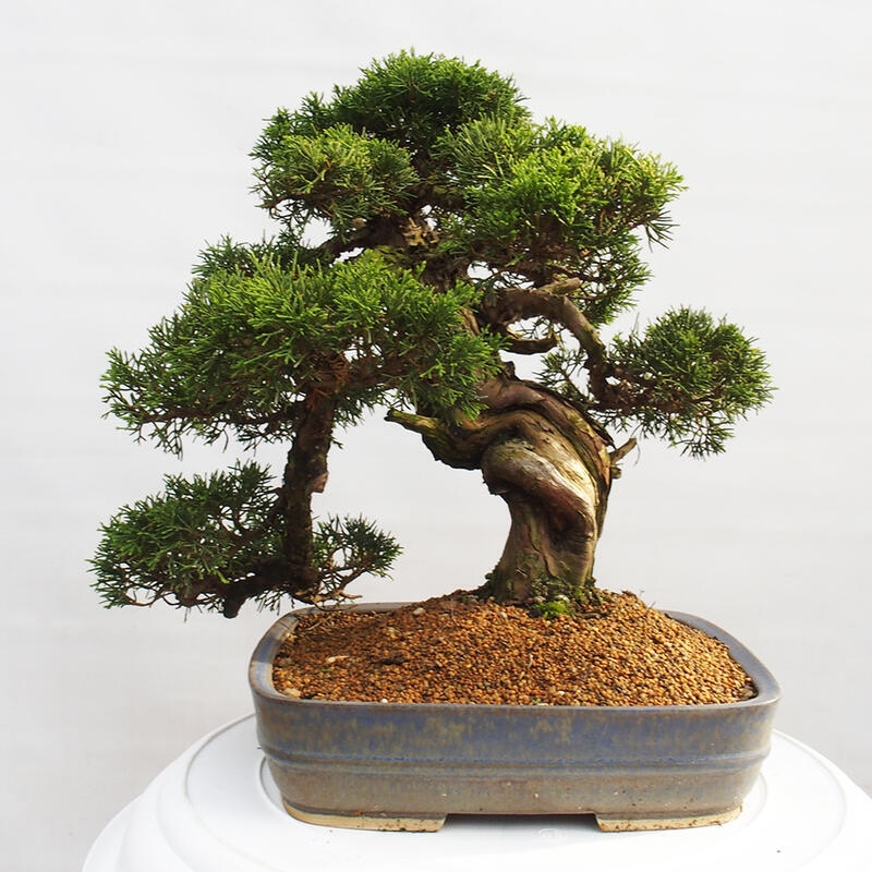 Outdoor bonsai - Juniperus chinensis Itoigawa - Chinese juniper