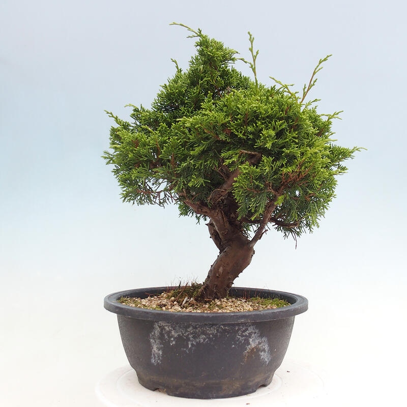 Outdoor bonsai - Juniperus chinensis Itoigawa - Chinese juniper