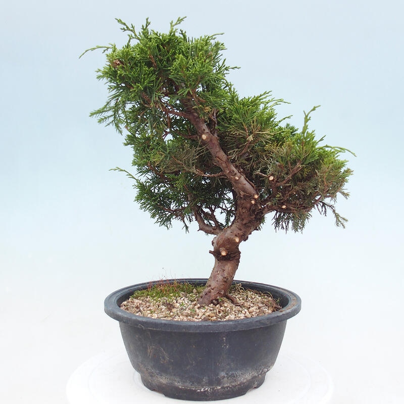 Outdoor bonsai - Juniperus chinensis Itoigawa - Chinese juniper