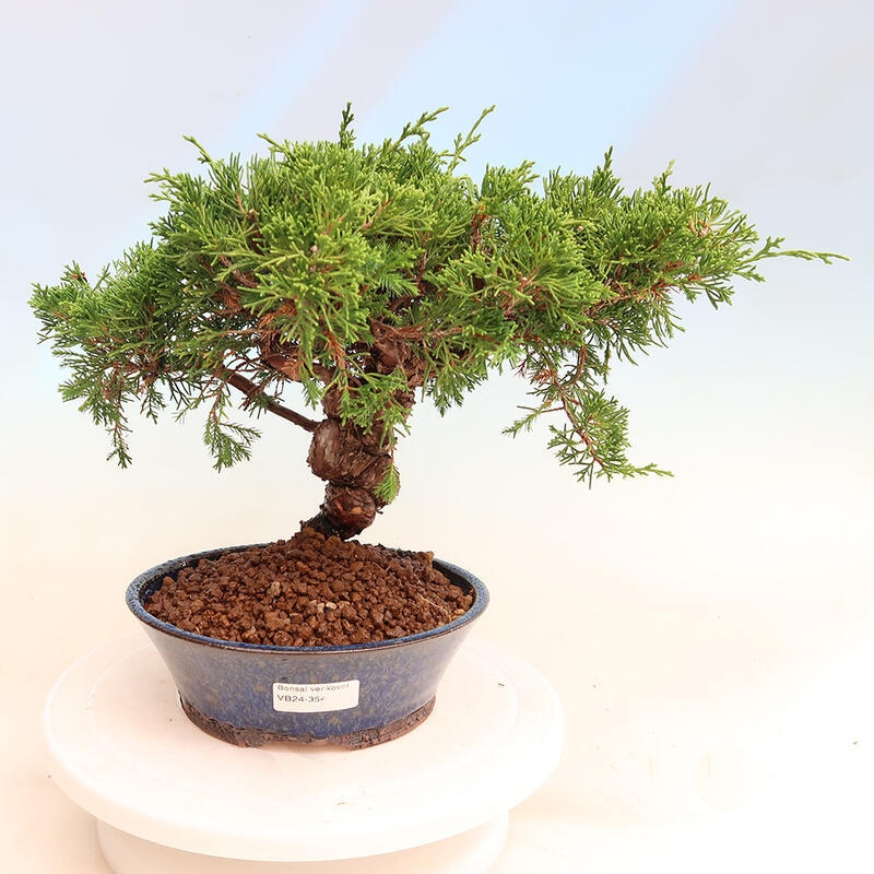 Outdoor bonsai - Juniperus chinensis Itoigawa - Chinese juniper