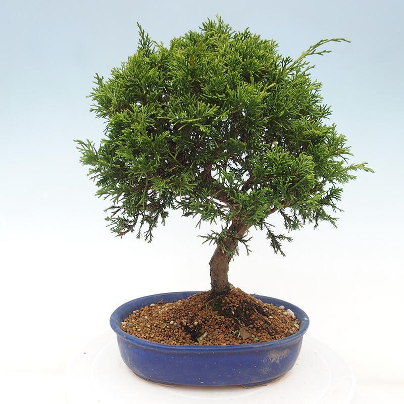 Outdoor bonsai - Juniperus chinensis Itoigawa - Chinese juniper