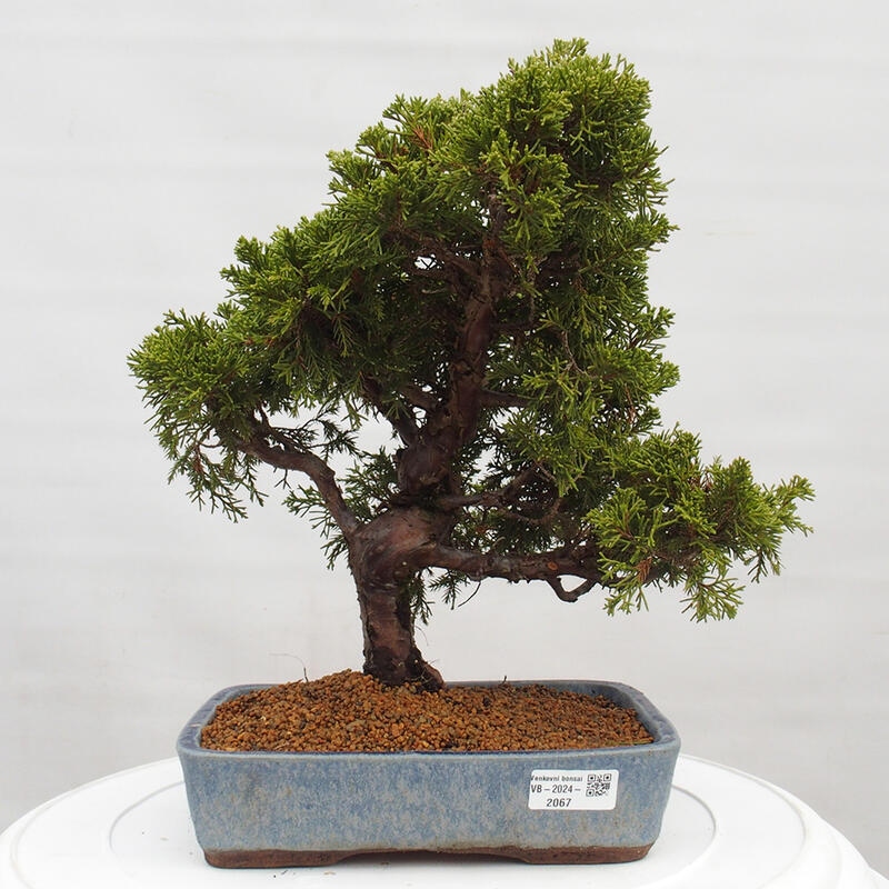 Outdoor bonsai - Juniperus chinensis Itoigawa - Chinese juniper