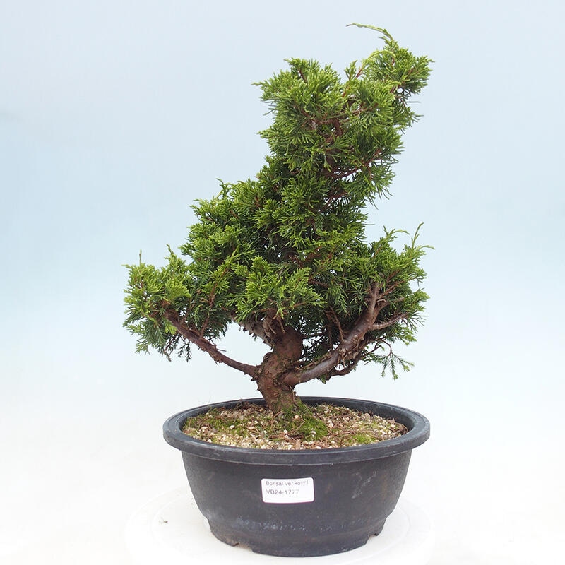 Outdoor bonsai - Juniperus chinensis Itoigawa - Chinese juniper