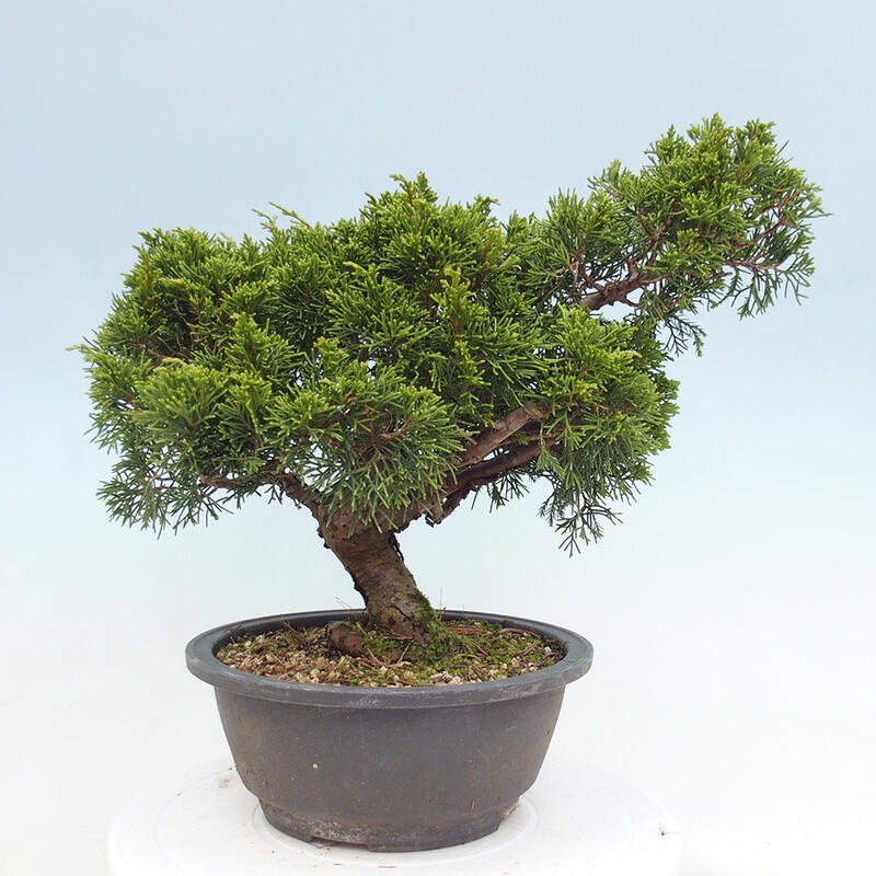 Outdoor bonsai - Juniperus chinensis Itoigawa - Chinese juniper