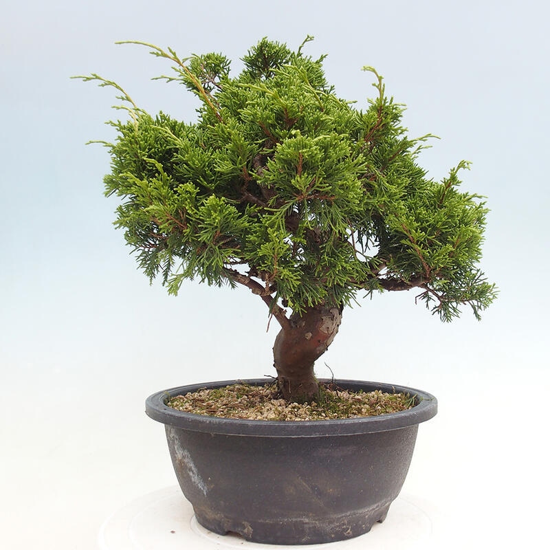 Outdoor bonsai - Juniperus chinensis Itoigawa - Chinese juniper