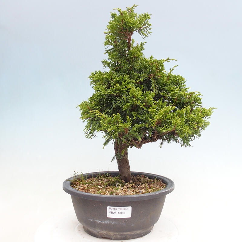 Outdoor bonsai - Juniperus chinensis Itoigawa - Chinese juniper