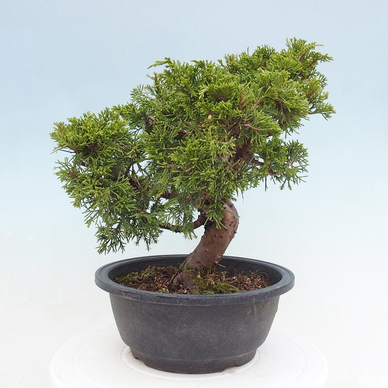 Outdoor bonsai - Juniperus chinensis Itoigawa - Chinese juniper