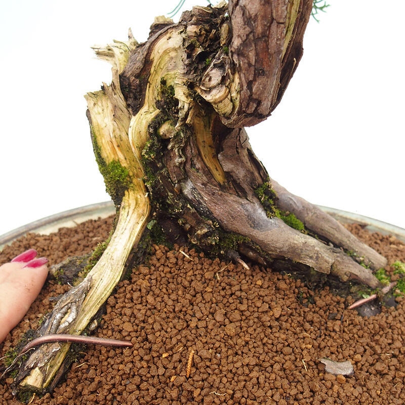 Outdoor bonsai - Juniperus chinensis Itoigawa-Chinese Juniper