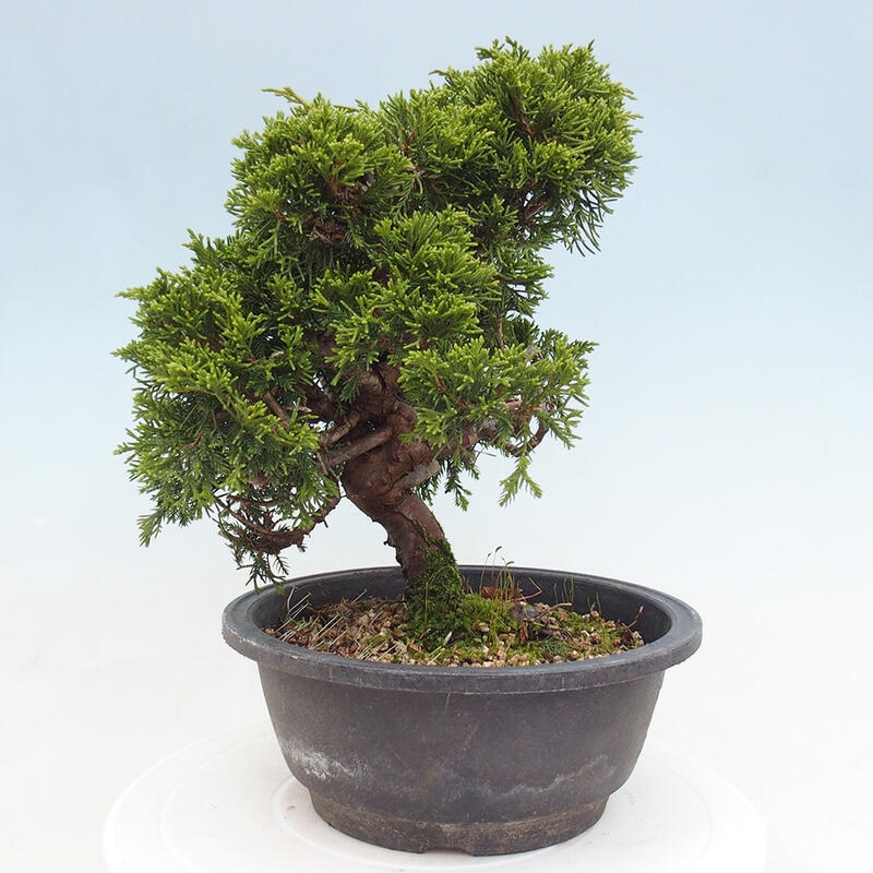 Outdoor bonsai - Juniperus chinensis Itoigawa - Chinese juniper