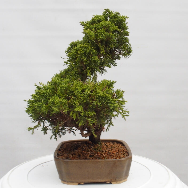 Outdoor bonsai - Juniperus chinensis Itoigawa - Chinese juniper