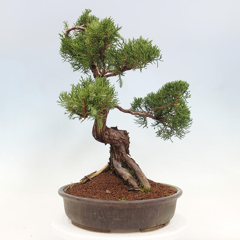 Outdoor bonsai - Juniperus chinensis Itoigawa-Chinese Juniper