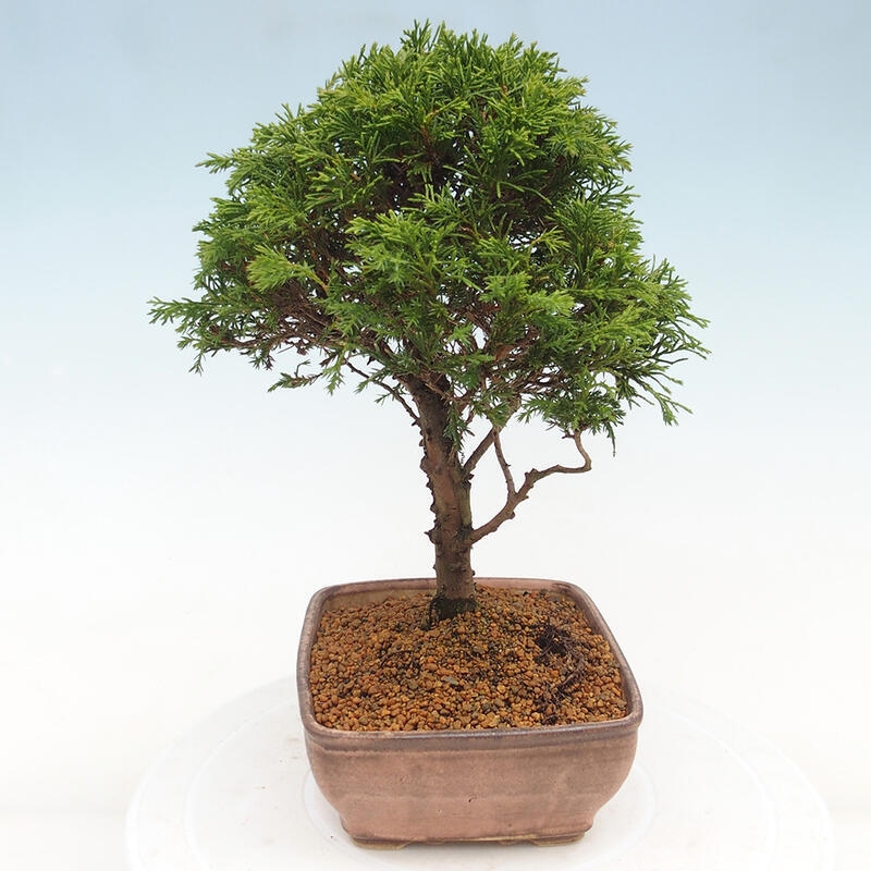 Outdoor bonsai - Juniperus chinensis Itoigawa - Chinese juniper