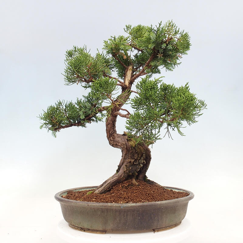 Outdoor bonsai - Juniperus chinensis Itoigawa-Chinese Juniper