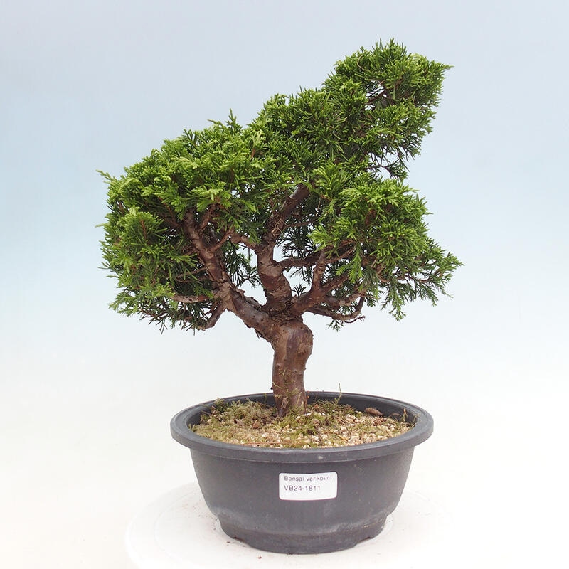 Outdoor bonsai - Juniperus chinensis Itoigawa - Chinese juniper