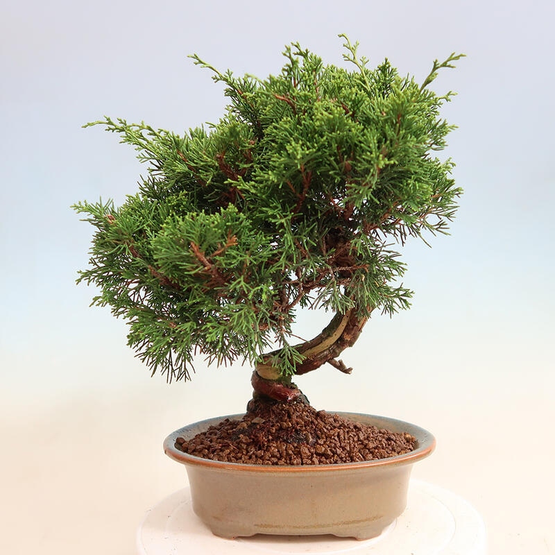 Outdoor bonsai - Juniperus chinensis Itoigawa - Chinese juniper