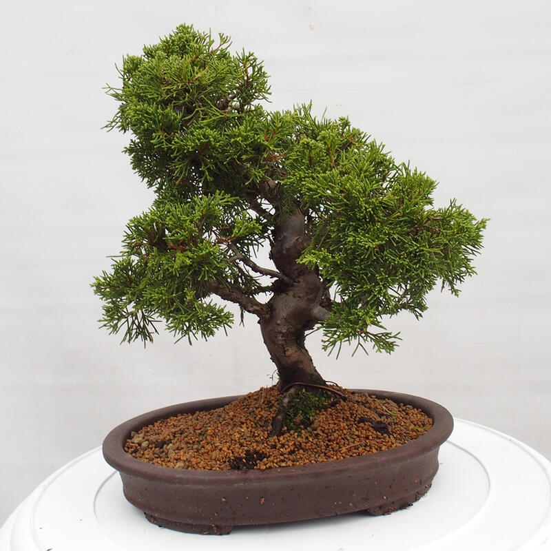 Outdoor bonsai - Juniperus chinensis Itoigawa - Chinese juniper