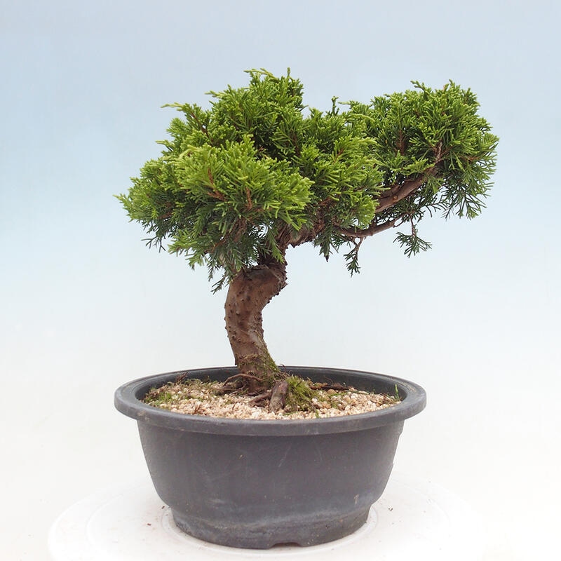 Outdoor bonsai - Juniperus chinensis Itoigawa - Chinese juniper