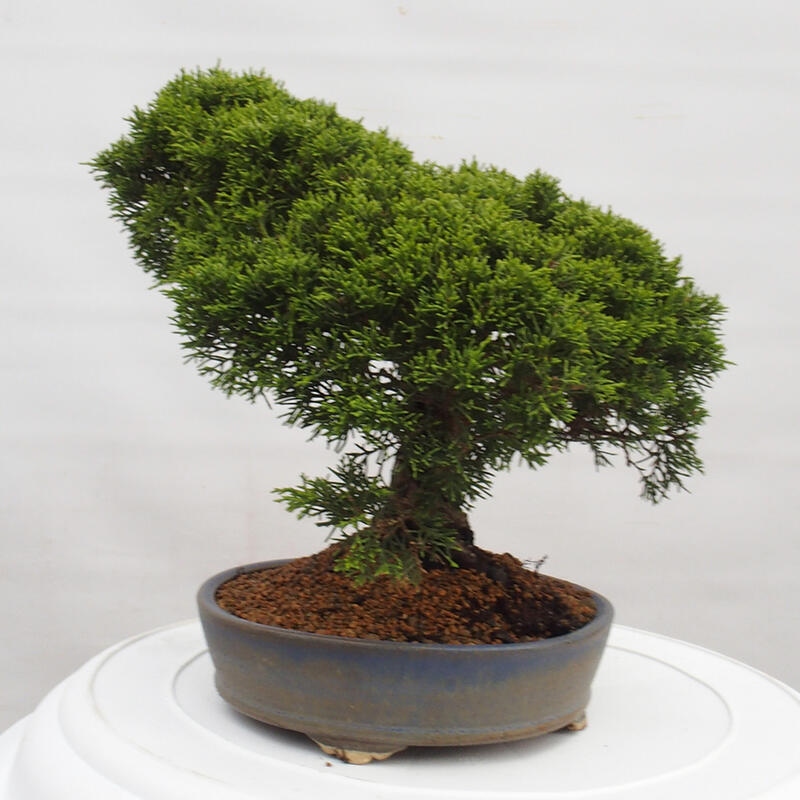 Outdoor bonsai - Juniperus chinensis Itoigawa - Chinese juniper