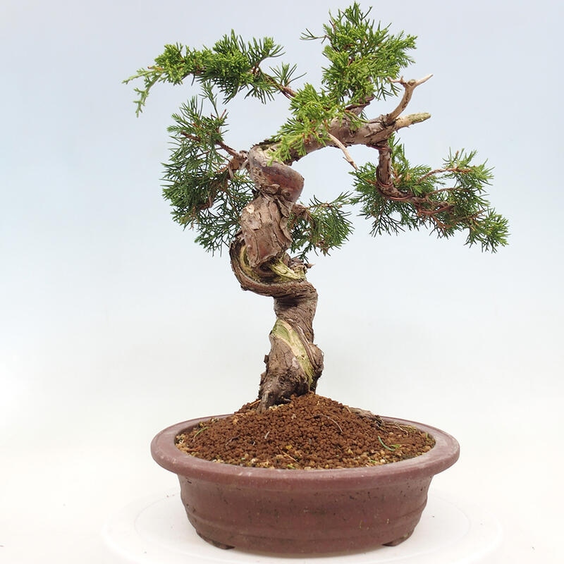 Outdoor bonsai - Juniperus chinensis Itoigawa-Chinese Juniper