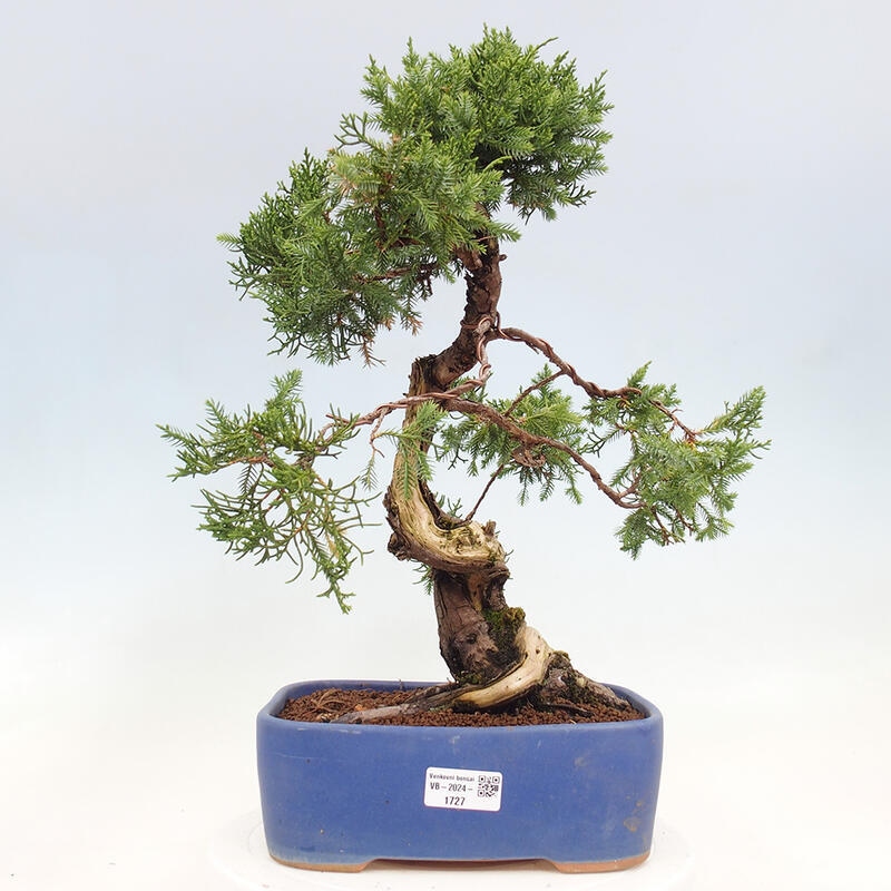 Outdoor bonsai - Juniperus chinensis Itoigawa-Chinese Juniper