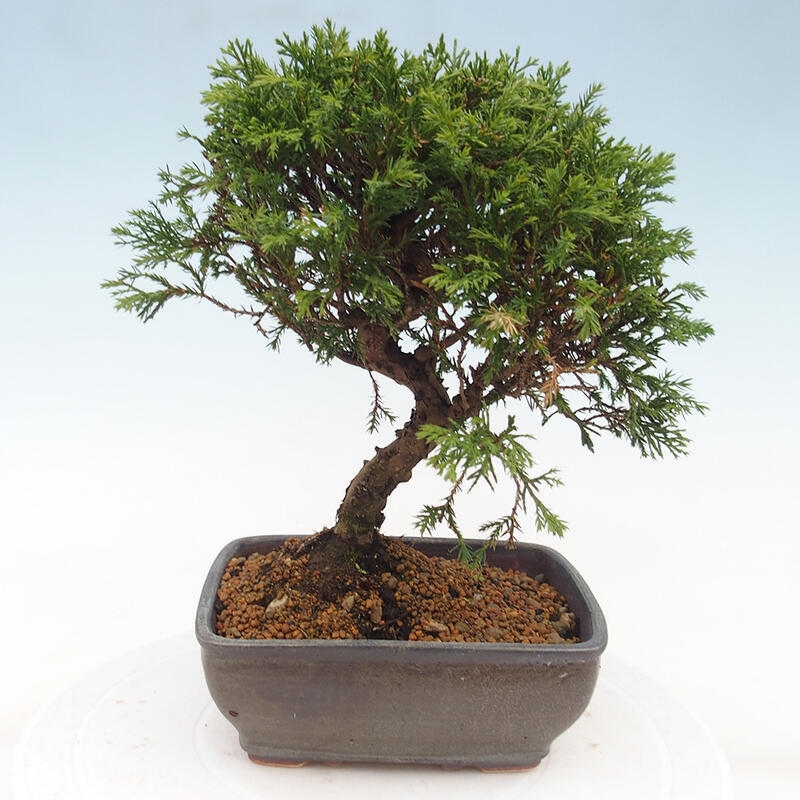 Outdoor bonsai - Juniperus chinensis Itoigawa - Chinese juniper