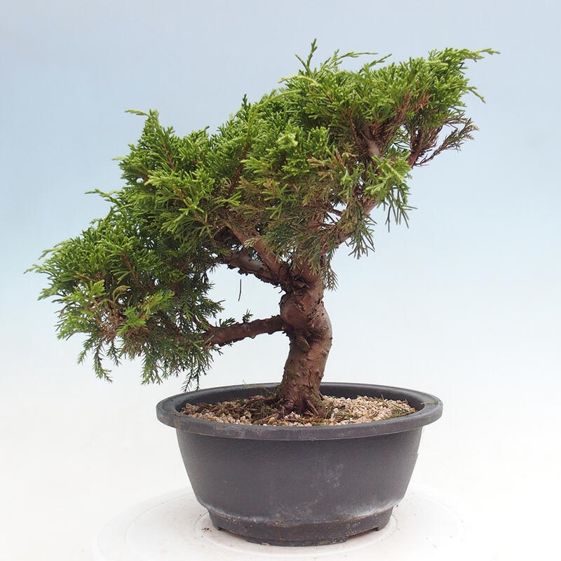 Outdoor bonsai - Juniperus chinensis Itoigawa - Chinese juniper