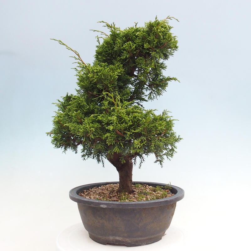 Outdoor bonsai - Juniperus chinensis Itoigawa - Chinese juniper