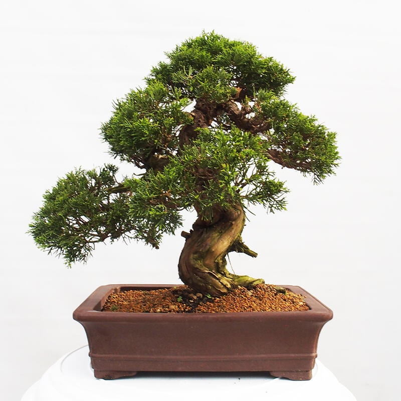 Outdoor bonsai - Juniperus chinensis Itoigawa - Chinese juniper