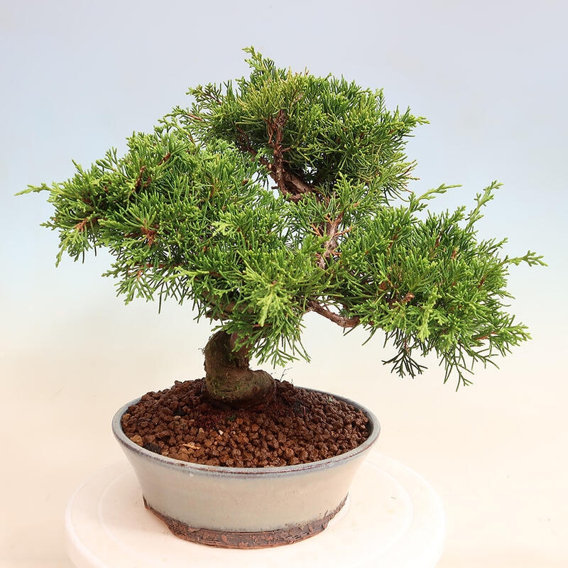 Outdoor bonsai - Juniperus chinensis Itoigawa - Chinese juniper