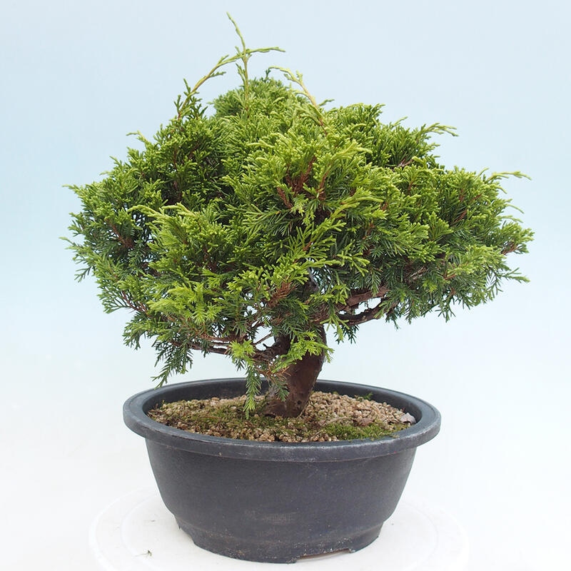 Outdoor bonsai - Juniperus chinensis Itoigawa - Chinese juniper