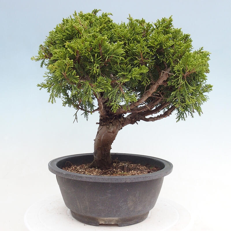 Outdoor bonsai - Juniperus chinensis Itoigawa - Chinese juniper