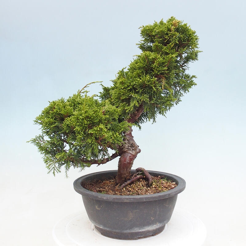 Outdoor bonsai - Juniperus chinensis Itoigawa - Chinese juniper