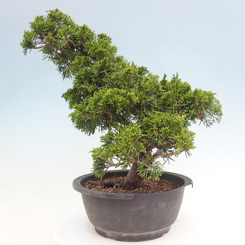 Outdoor bonsai - Juniperus chinensis Itoigawa - Chinese juniper