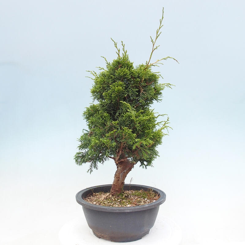 Outdoor bonsai - Juniperus chinensis Itoigawa - Chinese juniper