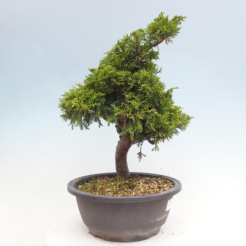 Outdoor bonsai - Juniperus chinensis Itoigawa - Chinese juniper