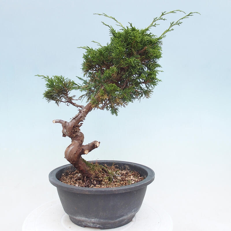 Outdoor bonsai - Juniperus chinensis Itoigawa - Chinese juniper