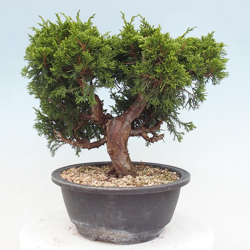 Outdoor bonsai - Juniperus chinensis Itoigawa - Chinese juniper