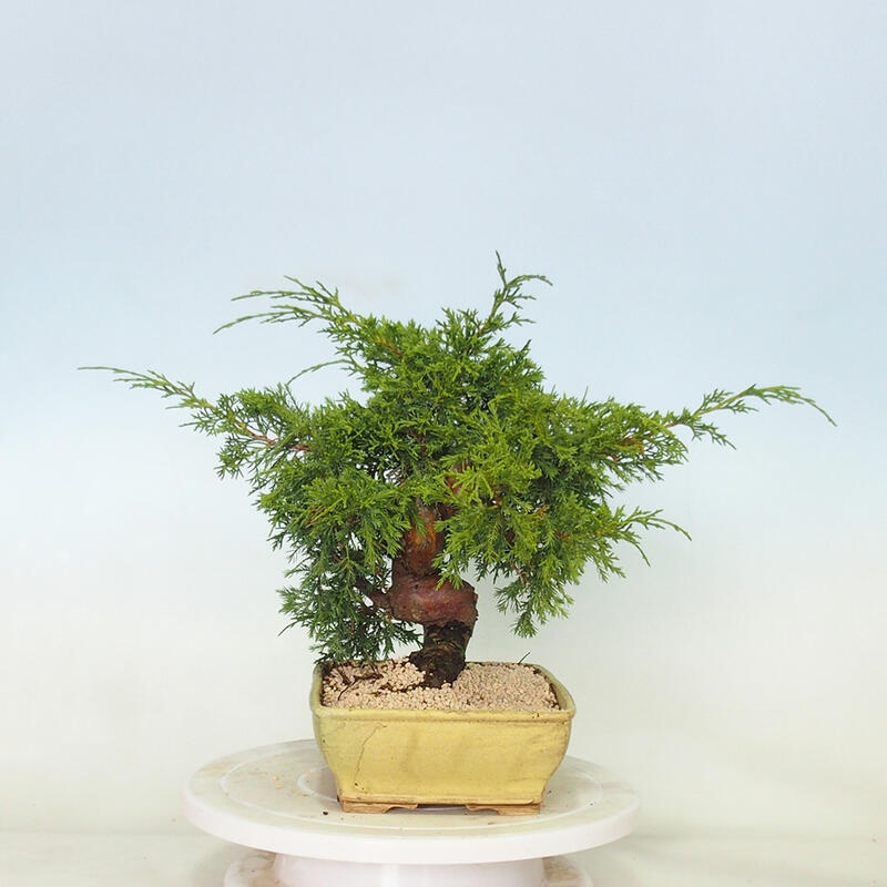 Outdoor bonsai - Juniperus chinensis Itoigawa - Chinese juniper