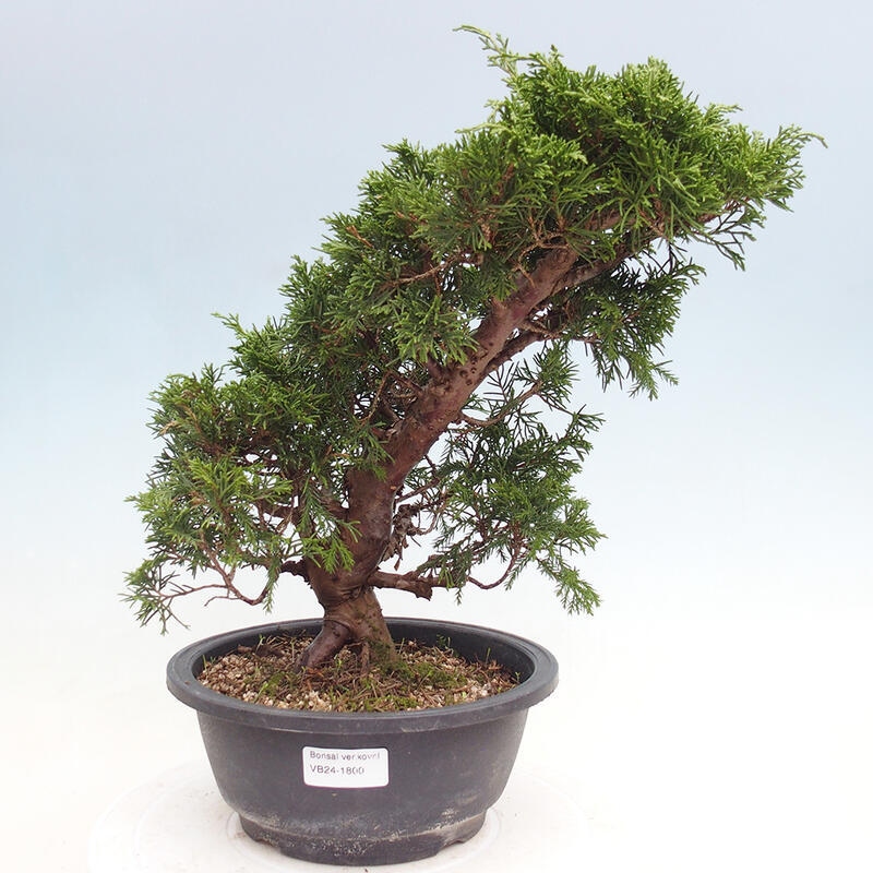 Outdoor bonsai - Juniperus chinensis Itoigawa - Chinese juniper