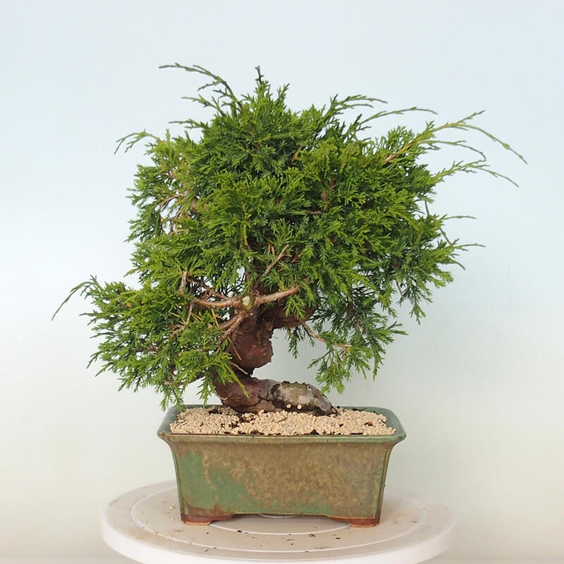 Outdoor bonsai - Juniperus chinensis Itoigawa - Chinese juniper