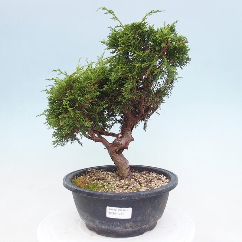 Outdoor bonsai - Juniperus chinensis Itoigawa - Chinese juniper