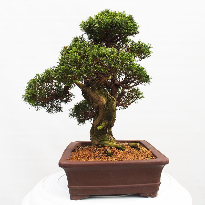 Outdoor bonsai - Juniperus chinensis Itoigawa - Chinese juniper