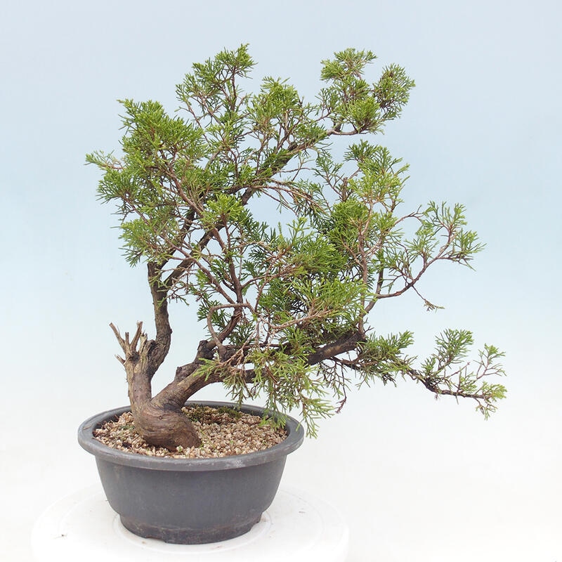 Outdoor bonsai - Juniperus chinensis Itoigawa - Chinese juniper