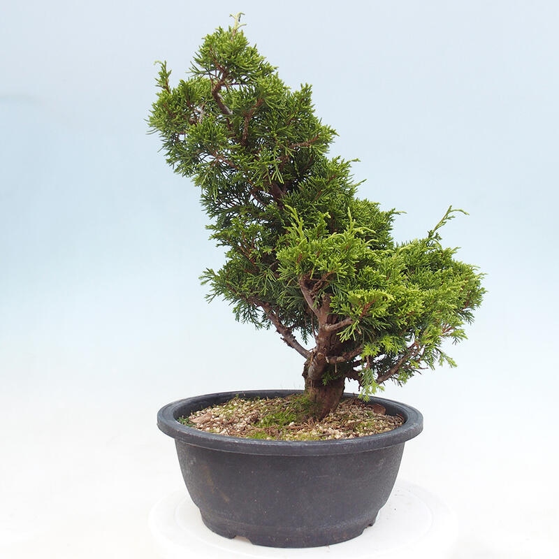 Outdoor bonsai - Juniperus chinensis Itoigawa - Chinese juniper